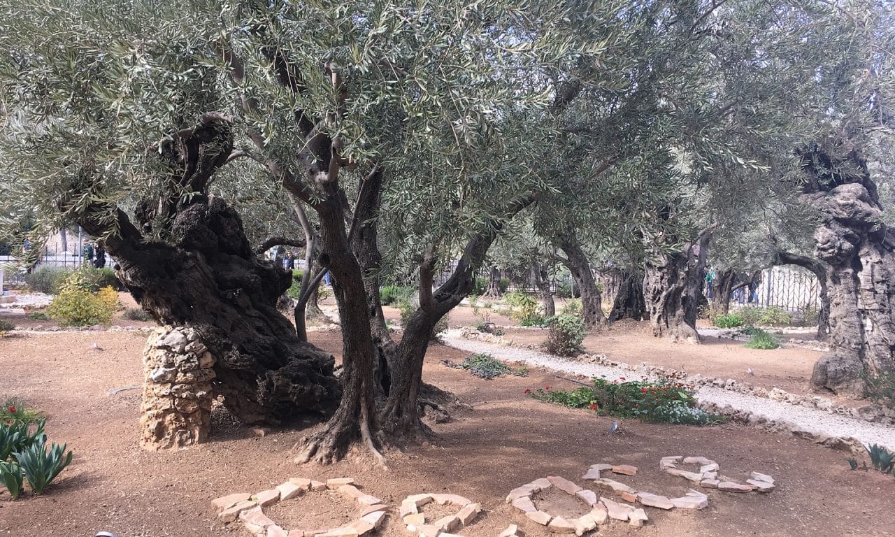 Garden of Gethsemane